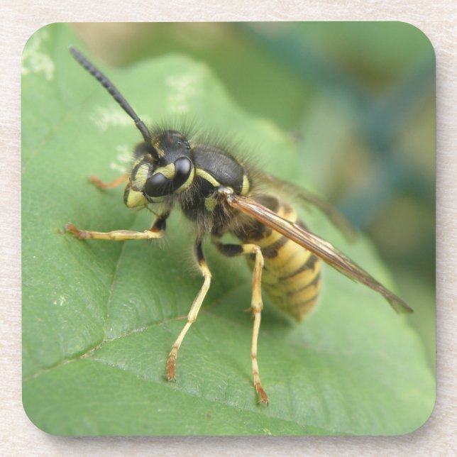 Hoverfly Macro Untersetzer (Vorderseite)