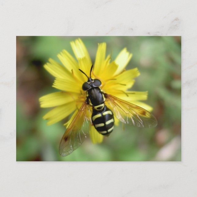 Hoverfly postcard - Chrysotoxum festivum Postkarte (Vorderseite)