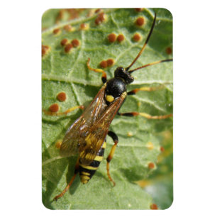 Hoverfly Premium Magnet