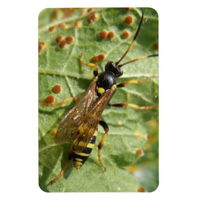 Hoverfly Premium Magnet (Vertikal)
