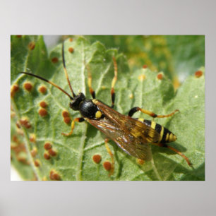 Hoverfly Print Poster