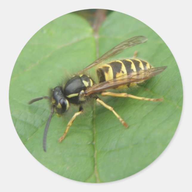 Hoverfly sur un Stickers Feuille (Devant)