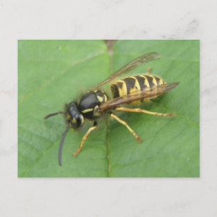 Hoverfly sur une carte postale feuille