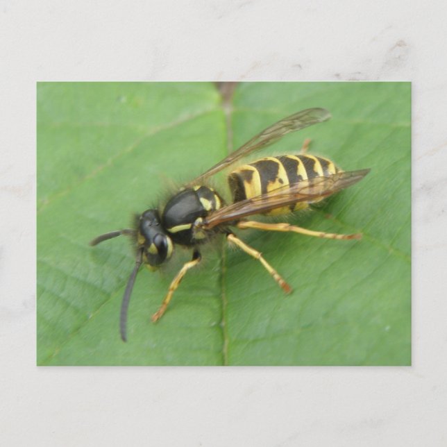 Hoverfly sur une carte postale feuille (Devant)