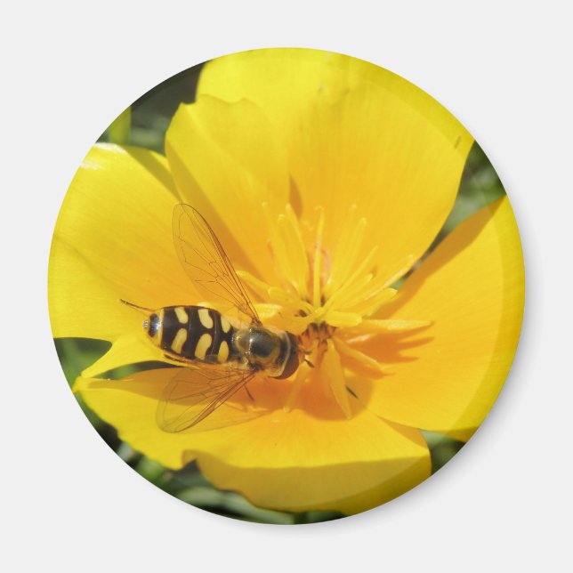 Hoverfly und Blume Magnet (Vorne)