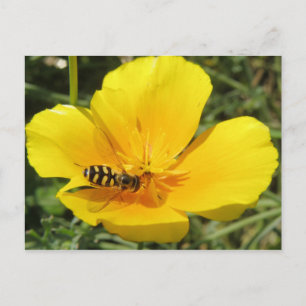 Hoverfly und Blume Postkarte