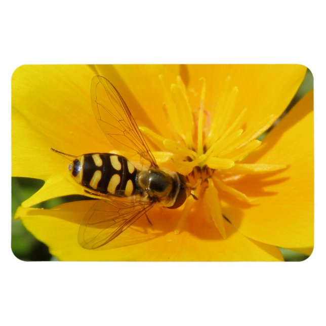 Hoverfly und Premium Magnet für Blume (Horizontal)