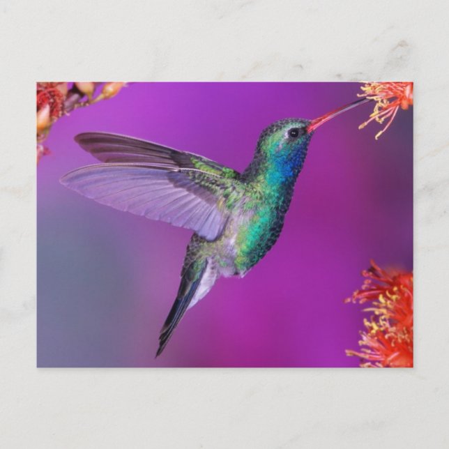 Hovering Blue Green Hummingbird Postkarte (Vorderseite)