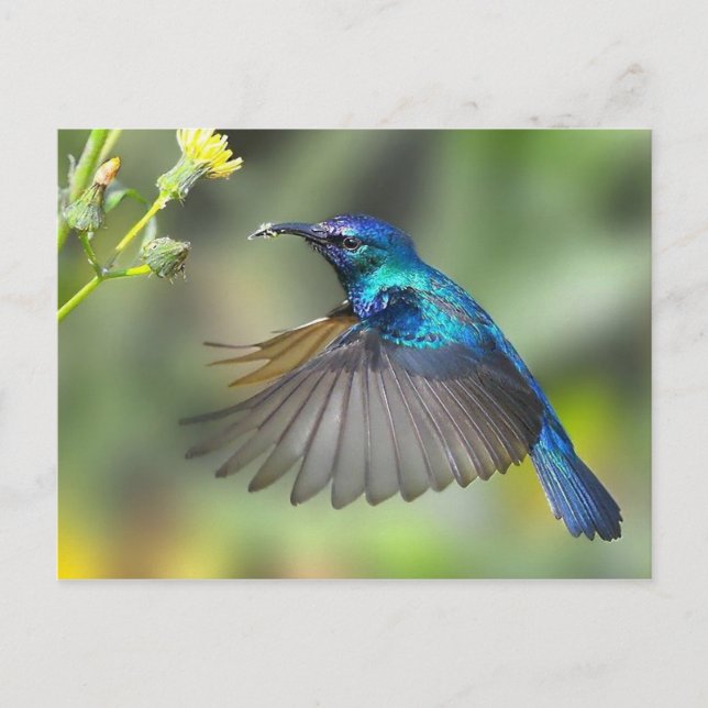 Hovering Blue Hummingbird Postkarte (Vorderseite)
