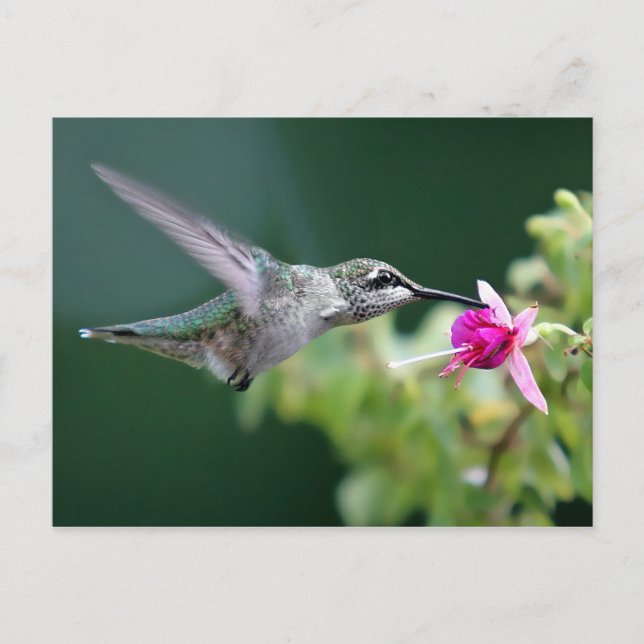 Hovering Hummingbird Postkarte (Vorderseite)