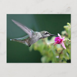 Hovering Hummingbird Postkarte
