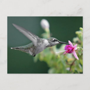 Hovering Hummingbird Postkarte