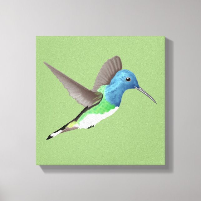 Hovering Jacobin Hummingbird - transparent. Leinwanddruck (Vorderseite)