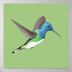 Hovering Jacobin Hummingbird - transparent. Poster