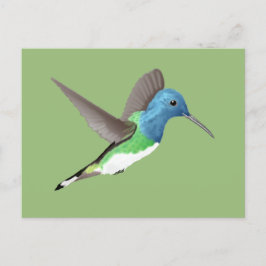 Hovering Jacobin Hummingbird - transparent. Postkarte