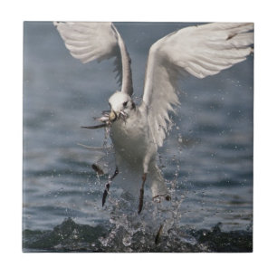 Hovering Kittiwake Fliese