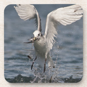 Hovering Kittiwake Getränkeuntersetzer