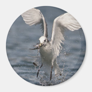 Hovering Kittiwake Magnet