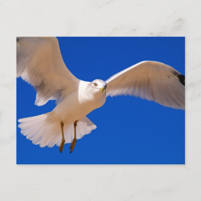 Hovering Postkarte (Vorderseite)