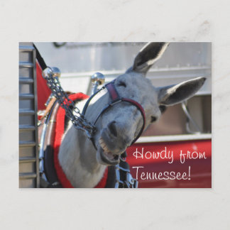 Howdy von Tennessee Mule Postcard Postkarte