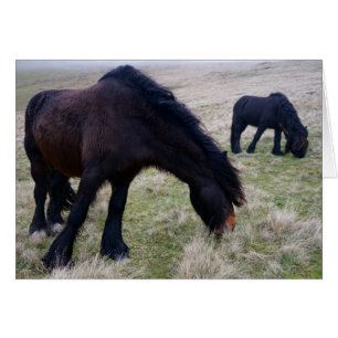 Howgillhounds est tombé des poneys