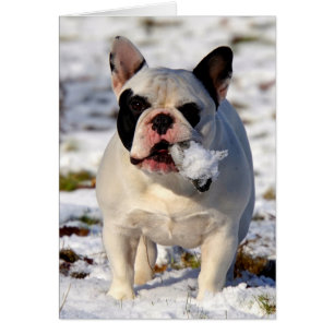 Howgillhounds französische Bulldogge Susan