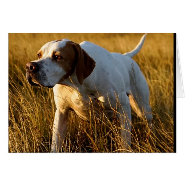Howgillhounds kardiert Zeiger (Vorderseite (Horizontal))
