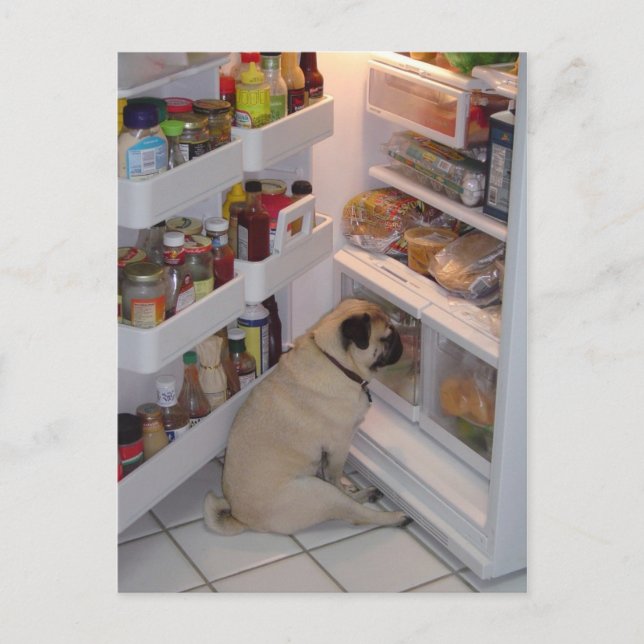Howie Pee Pugpants Postkarte (Vorderseite)
