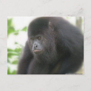 Howler Monkey in Belize Postcard Postkarte