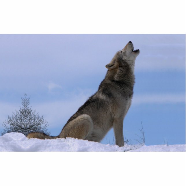 Howling Alaskan Timber Wolf Freistehende Fotoskulptur (Vorne)