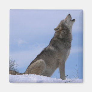 Howling Alaskan Timber Wolf Magnet