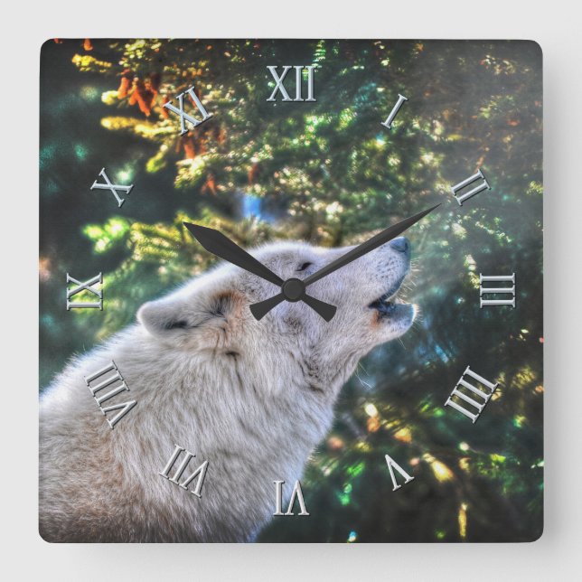 Howling Arctic Gray Wolf Foto Portrait Quadratische Wanduhr (Vorderseite)