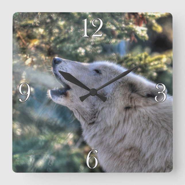 Howling Arctic Gray Wolf Portrait Quadratische Wanduhr (Vorderseite)