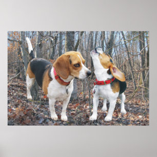 Howling Beagle & Beagle Buddy dans Woods Poster