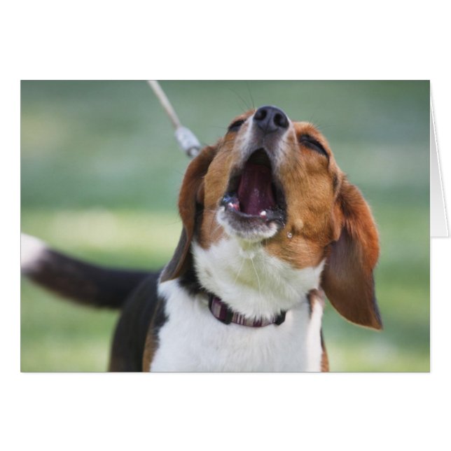 Howling Beagle Dog (Vorderseite (Horizontal))