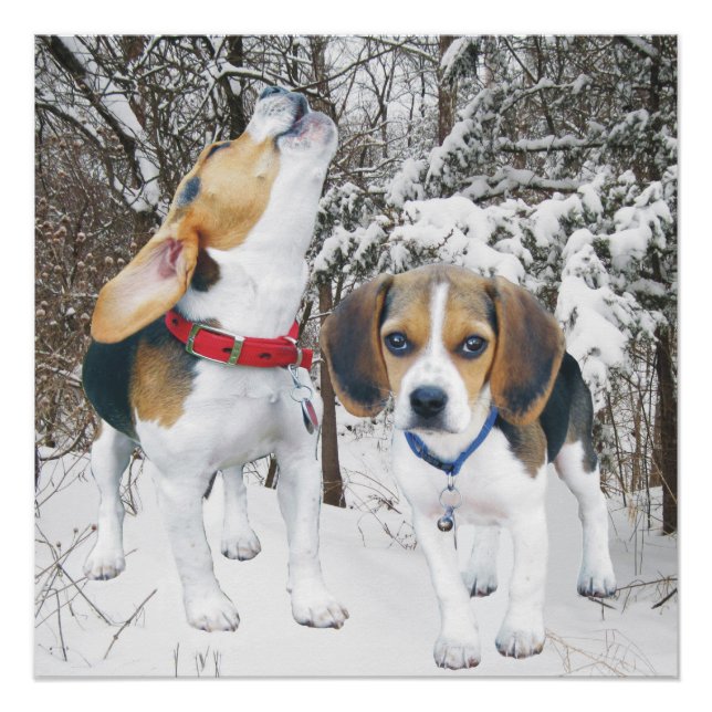 Howling Beagle Pup & Beagle Buddy Poster (Vorderseite)