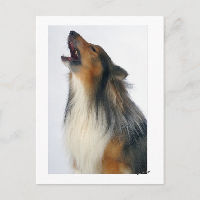 Howling dog postkarte (Vorderseite)