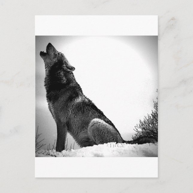 Howling Wolf im Schnee Postkarte (Vorderseite)