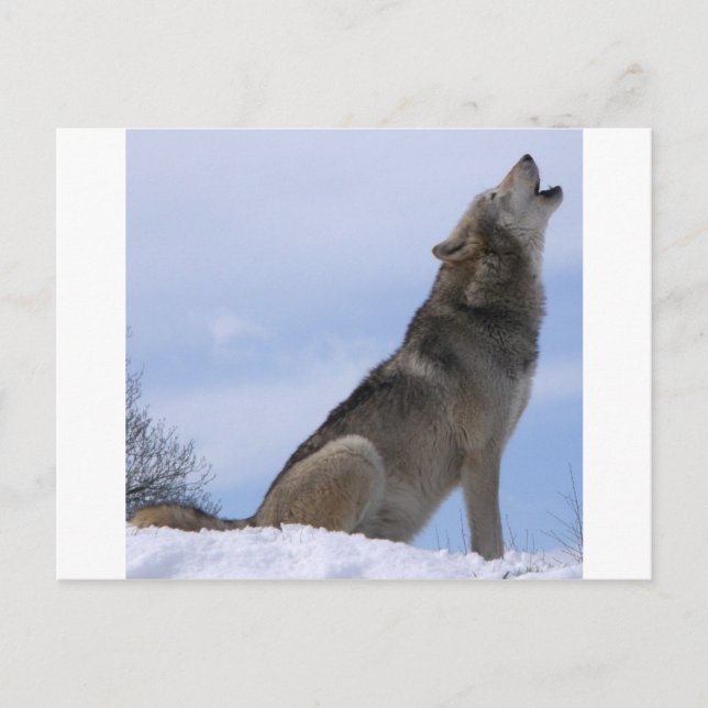 Howling Wolf Postkarte (Vorderseite)