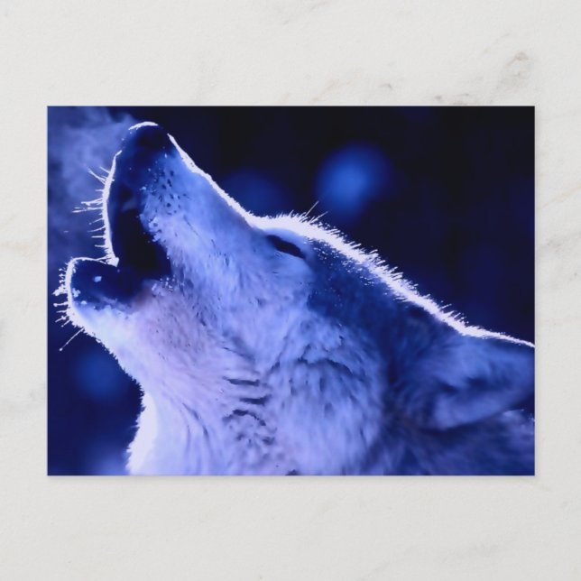 Howling Wolf Postkarte (Vorderseite)