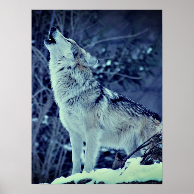 Howling Wolf Winterwald Poster (Vorne)
