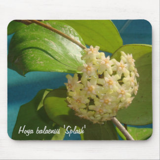 Hoya balaensis "Spritzen" MousePad