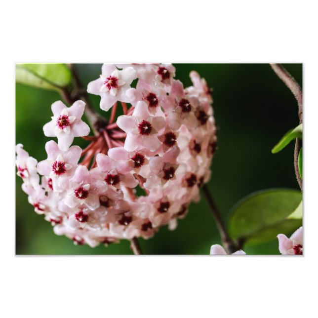 Hoya Carnosa Fotodruck (Vorne)