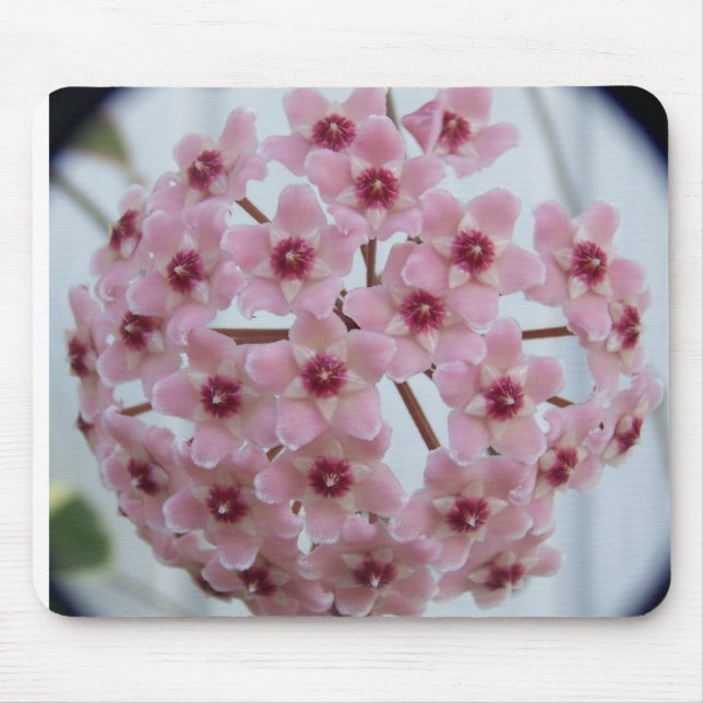 Hoya carnosa Tricolor Mousepad (Vorne)