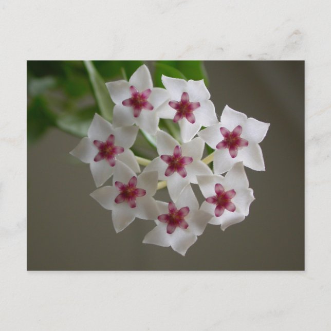 Hoya lanceolata ssp. bella postkarte (Vorderseite)