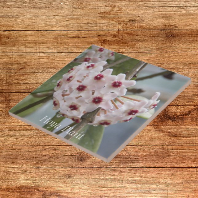 Hoya Pflanze Blume Floral Fliese (In Situ)
