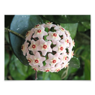 Hoya-Wachsplfanze Globe Rot-Weiße Sterne Natur Fotodruck