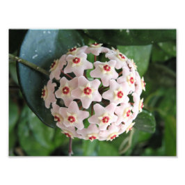 Hoya Wax Pflanze Globe Rote und Weiße Sterne Natur Fotodruck