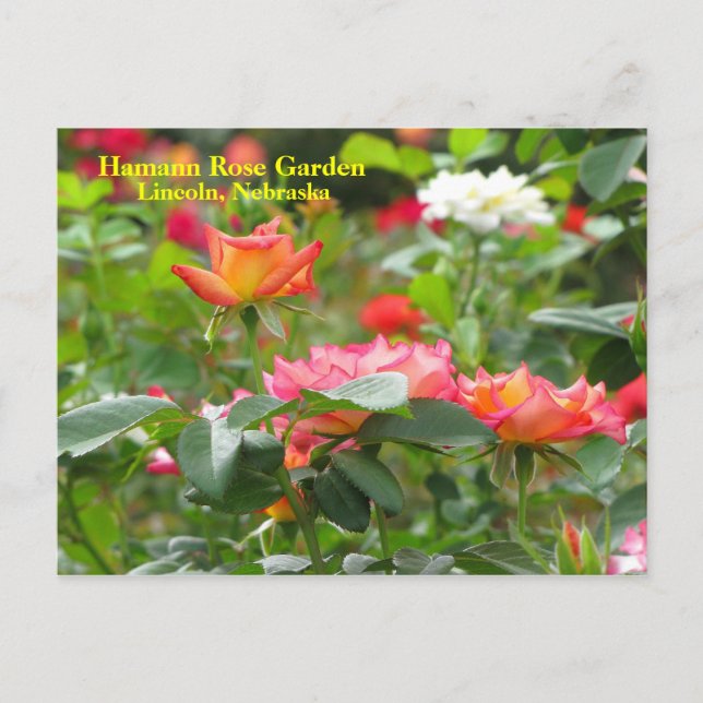 HRG Postkarte Nr. 300n 0300 (Vorderseite)