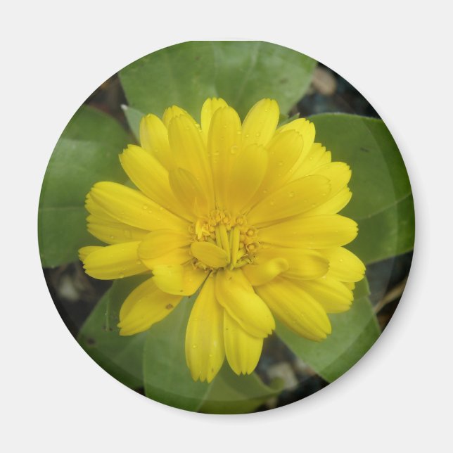 Hright Yellow Marigold Magnet (Vorne)